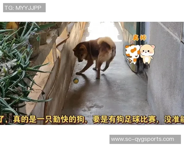 小狗足球赛小游戏带你体验萌宠竞技的乐趣与团队合作的精彩瞬间